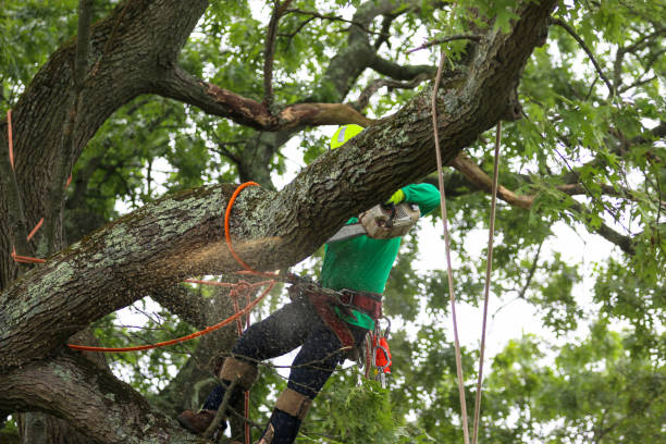 Best Tree Cabling and Bracing  in Crossville, AL