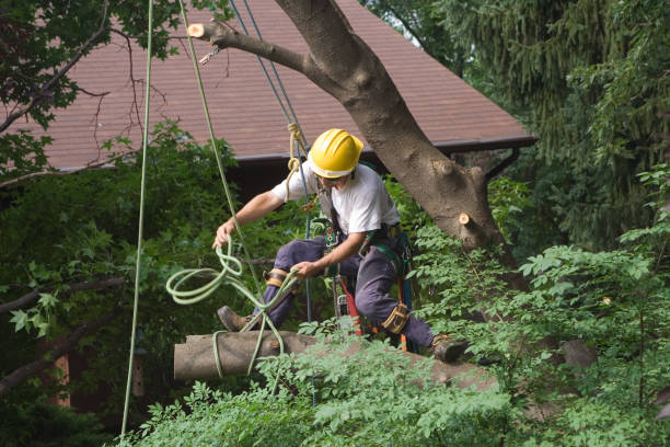 How Our Tree Care Process Works  in  Crossville, AL